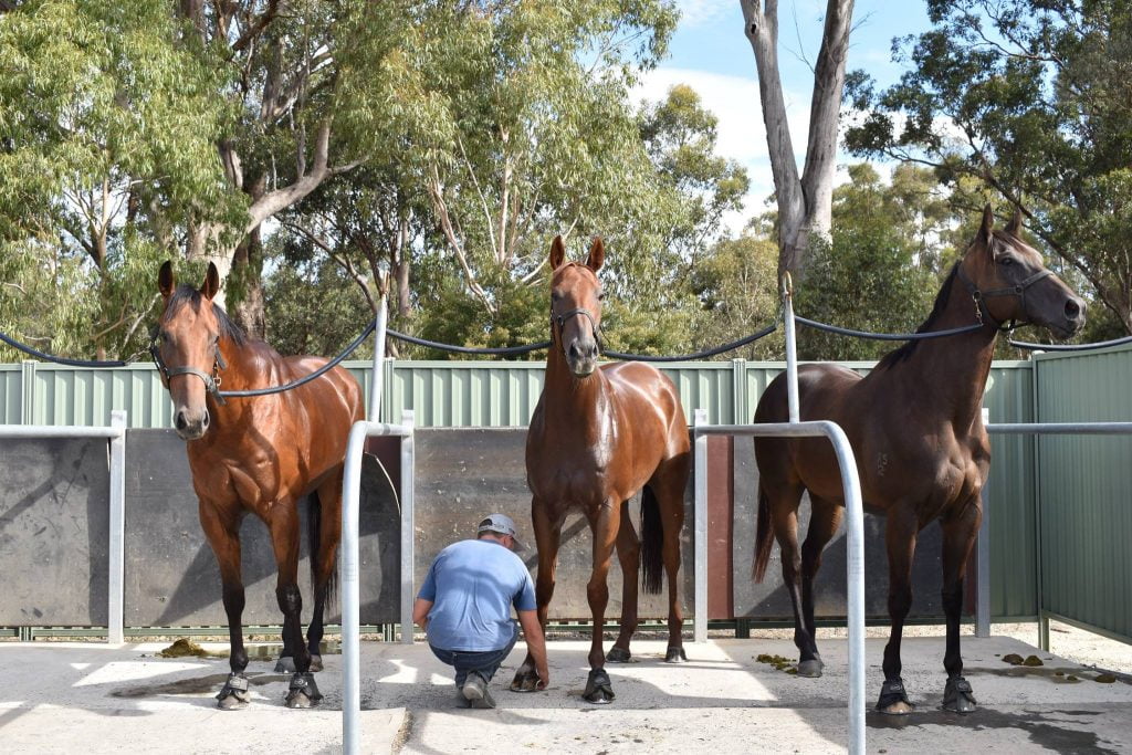 Three racehorses